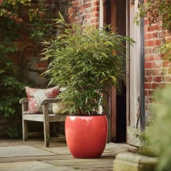 Bamboe - Fargesia nitida 'Red Dragon' - Hoogte 50-70cm - ⌀17cm