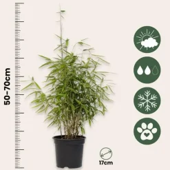 Bamboe - Set van 6 - Fargesia nitida 'Red Dragon' - Hoogte 50-70cm - ⌀17cm