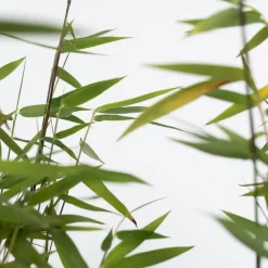 Bamboe - Set van 6 - Fargesia nitida 'Red Dragon' - Hoogte 50-70cm - ⌀17cm