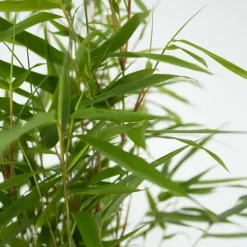 Bamboe - Set van 3 - Fargesia rufa - Hoogte 25-40cm - ⌀13cm