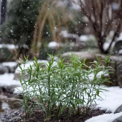 Bamboe - Set van 3 - Fargesia rufa - Hoogte 25-40cm - ⌀13cm