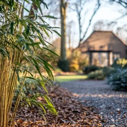 Bamboe - Set van 3 - Fargesia rufa - Hoogte 25-40cm - ⌀13cm