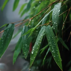 Bamboe - Set van 3 - Fargesia rufa - Hoogte 25-40cm - ⌀13cm