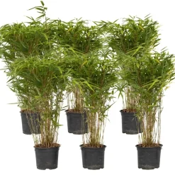 Bamboe - Set van 6 - Fargesia nitida 'Gansu' - Hoogte 50-70cm - ⌀17cm