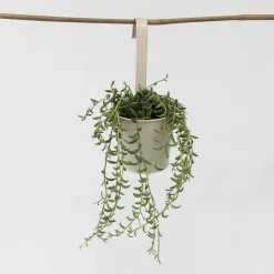 Bananenketting - Senecio radicans - Hoogte 10-20cm - ⌀12cm