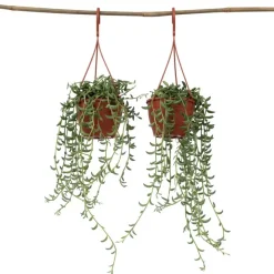 Bananenketting - Set van 2 - Senecio radicans - Hoogte 10-20cm - ⌀12cm