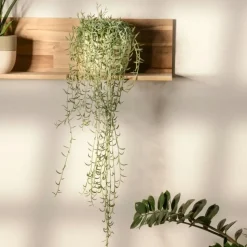 Bananenketting - Set van 2 - Senecio radicans - Hoogte 10-20cm - ⌀12cm