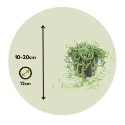 Bananenketting - Set van 2 - Senecio radicans - Hoogte 10-20cm - ⌀12cm