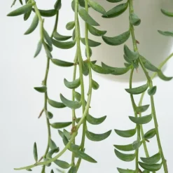 Bananenketting - Set van 2 - Senecio radicans - Hoogte 10-20cm - ⌀12cm