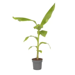 Bananenplant - Musa basjoo - Hoogte 55-70cm - ⌀21cm