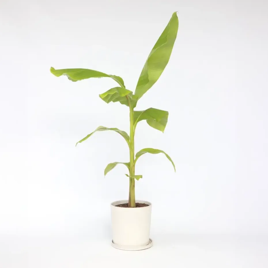 Bananenplant - Musa basjoo - Hoogte 55-70cm - ⌀21cm