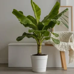 Bananenplant - Musa basjoo - Hoogte 55-70cm - ⌀21cm