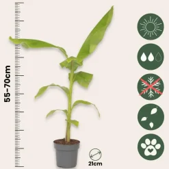 Bananenplant - Musa basjoo - Hoogte 55-70cm - ⌀21cm