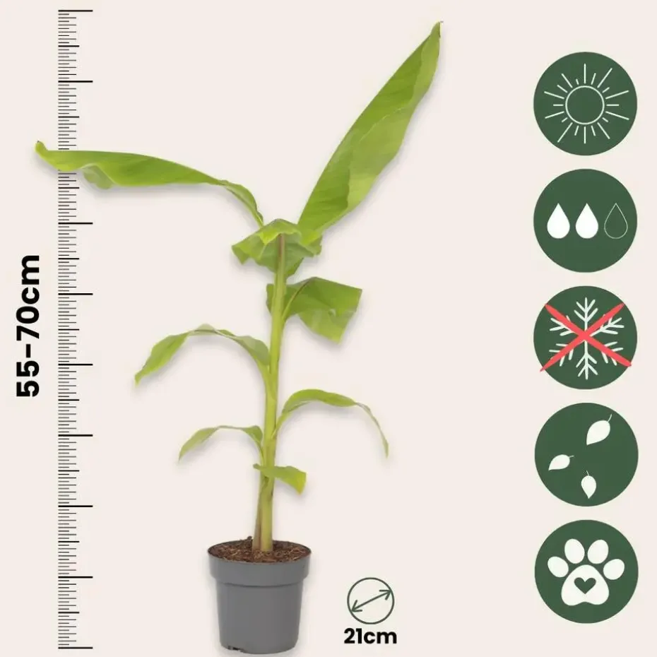Bananenplant - Musa basjoo - Hoogte 55-70cm - ⌀21cm