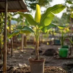 Bananenplant - Musa basjoo - Hoogte 55-70cm - ⌀21cm