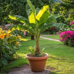 Bananenplant - Musa basjoo - Hoogte 55-70cm - ⌀21cm