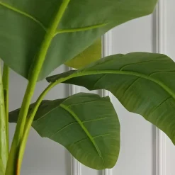 Bananenplant - Musa basjoo - Hoogte 55-70cm - ⌀21cm