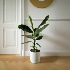 Bananenplant - Musa 'Dwarf Cavendish' - Hoogte 90-100cm - ⌀21cm