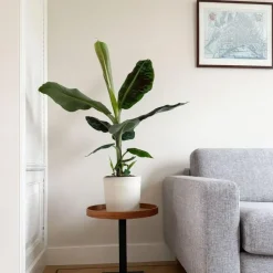 Bananenplant - Musa 'Dwarf Cavendish' - Hoogte 90-100cm - ⌀21cm