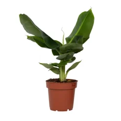 Bananenplant - Musa 'Oriental Dwarf' - Hoogte 25-40cm - ⌀12cm