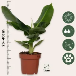 Bananenplant - Musa 'Oriental Dwarf' - Hoogte 25-40cm - ⌀12cm