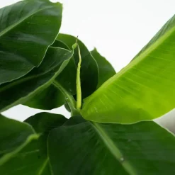 Bananenplant - Musa 'Oriental Dwarf' - Hoogte 25-40cm - ⌀12cm