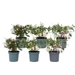 Bellenplant - Set van 6 - Fuchsia magellanica - Hoogte 10-20cm - ⌀9cm