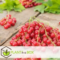 Bessenplanten - Set van 4 - Rubus Rubrum Uva Fructosus - Hoogte 25-40cm - ⌀9cm