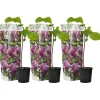 Beverboom - Set van 3 - Magnolia 'Susan' - Hoogte 25-40cm - ⌀9cm