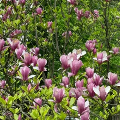 Beverboom - Set van 3 - Magnolia 'Susan' - Hoogte 25-40cm - ⌀9cm