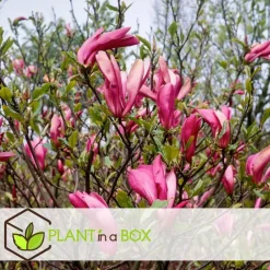 Beverboom - Set van 3 - Magnolia 'Susan' - Hoogte 25-40cm - ⌀9cm