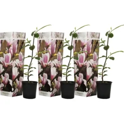 Beverboom - Set van 3 - Magnolia 'Soulangea' - Hoogte 25-40cm - ⌀9cm