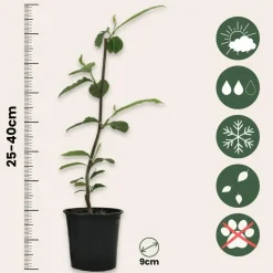 Beverboom - Set van 3 - Magnolia 'Soulangea' - Hoogte 25-40cm - ⌀9cm