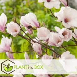 Beverboom - Set van 3 - Magnolia 'Soulangea' - Hoogte 25-40cm - ⌀9cm