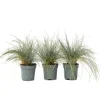 Blauw schapegras - Set van 3 - Festuca 'Elijah Blue' - Hoogte 10-15cm - ⌀9cm