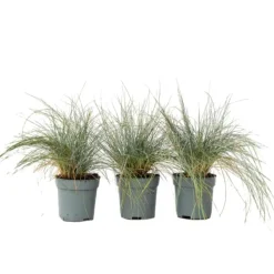 Blauw schapegras - Set van 3 - Festuca 'Elijah Blue' - Hoogte 10-15cm - ⌀9cm