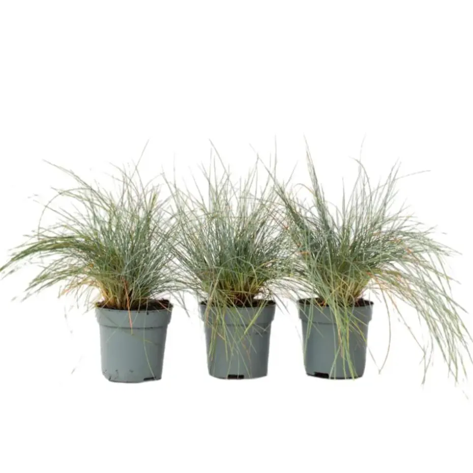 Blauw schapegras - Set van 3 - Festuca 'Elijah Blue' - Hoogte 10-15cm - ⌀9cm