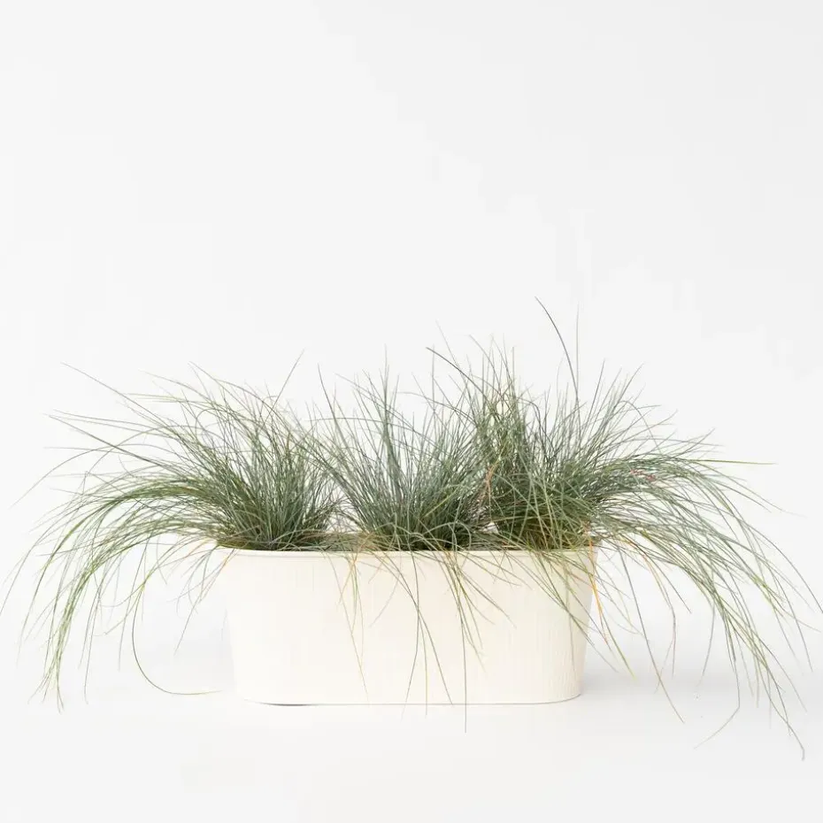 Blauw schapegras - Set van 3 - Festuca 'Elijah Blue' - Hoogte 10-15cm - ⌀9cm