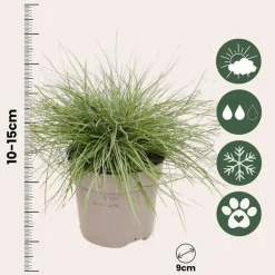Blauw schapegras - Set van 3 - Festuca 'Elijah Blue' - Hoogte 10-15cm - ⌀9cm