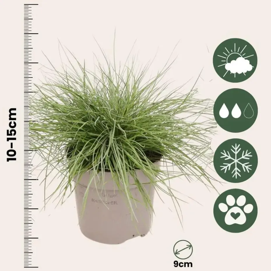 Blauw schapegras - Set van 3 - Festuca 'Elijah Blue' - Hoogte 10-15cm - ⌀9cm