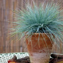Blauw schapegras - Set van 3 - Festuca 'Elijah Blue' - Hoogte 10-15cm - ⌀9cm