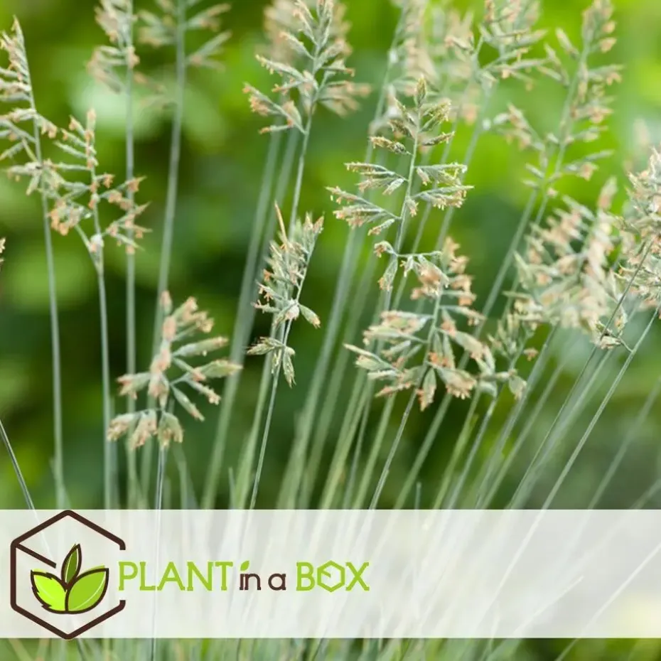 Blauw schapegras - Set van 3 - Festuca 'Elijah Blue' - Hoogte 10-15cm - ⌀9cm