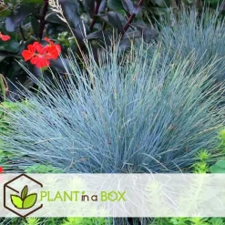 Blauw schapegras - Set van 3 - Festuca 'Elijah Blue' - Hoogte 10-15cm - ⌀9cm