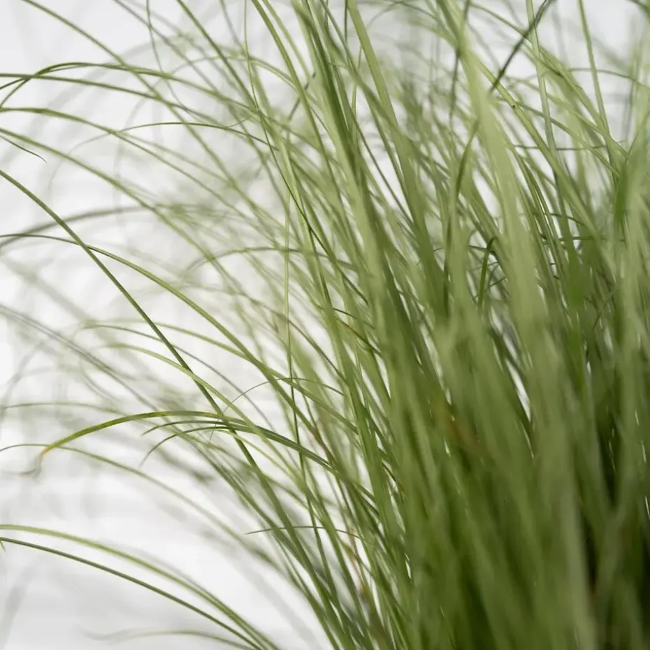 Blauw schapegras - Set van 3 - Festuca 'Elijah Blue' - Hoogte 10-15cm - ⌀9cm