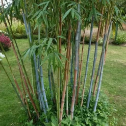 Blauwe bamboe - Set van 6 - Fargesia 'Blue Dragon' - Hoogte 30-40cm - ⌀13cm
