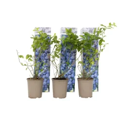 Blauwe bessen - Set van 6 - Vaccinium 'Sunshine Blue' - Hoogte 25-40cm - ⌀9cm