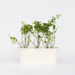 Blauwe bessen - Set van 6 - Vaccinium 'Sunshine Blue' - Hoogte 25-40cm - ⌀9cm