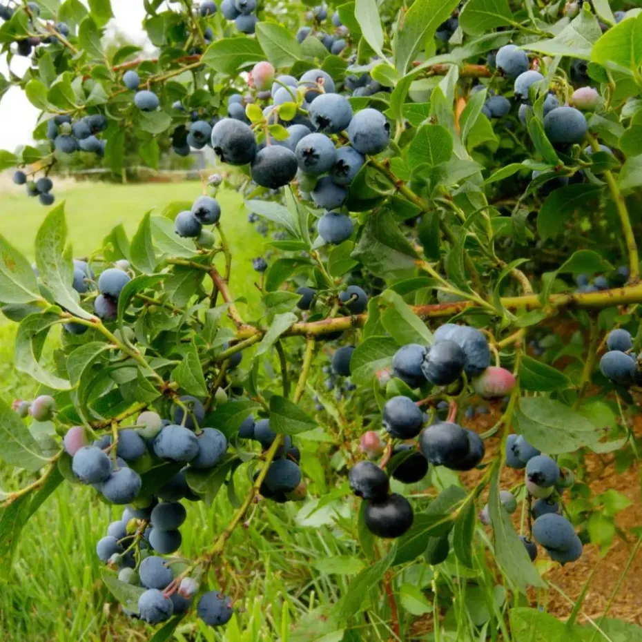 Blauwe bessen - Set van 6 - Vaccinium 'Sunshine Blue' - Hoogte 25-40cm - ⌀9cm