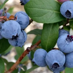 Blauwe bessen - Set van 6 - Vaccinium 'Sunshine Blue' - Hoogte 25-40cm - ⌀9cm
