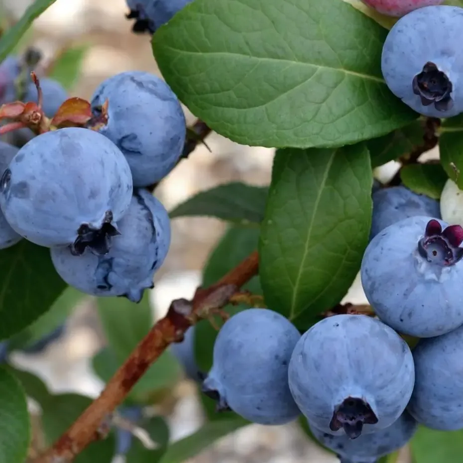Blauwe bessen - Set van 6 - Vaccinium 'Sunshine Blue' - Hoogte 25-40cm - ⌀9cm